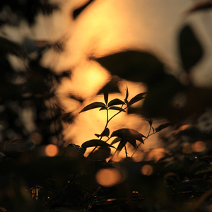 蒂法同人动画哪个好看
